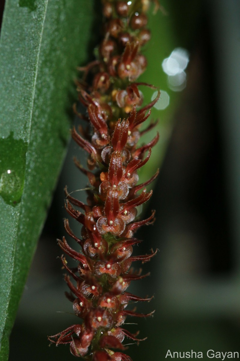 Oberonia scyllae Lindl.
